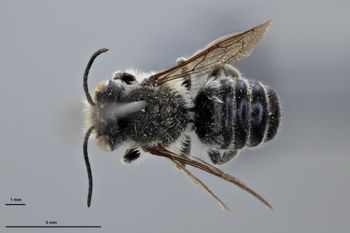 Media type: image;   Entomology 611196 Aspect: habitus dorsal view